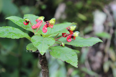 Impatiens parasitica